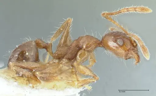 Pheidole megacephala specimen FOCOL1305 image focol1305_4
