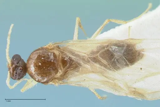 Pheidole megacephala specimen FOCOL1306 image focol1306_1