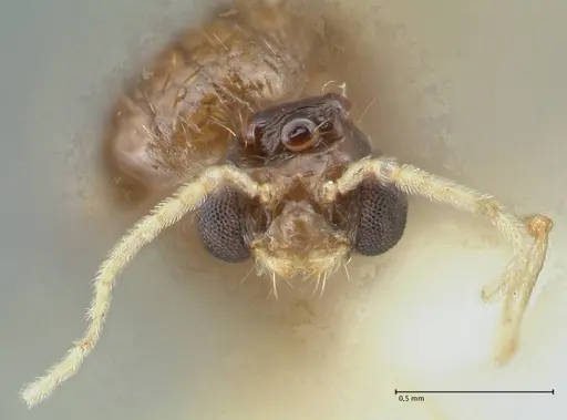 Pheidole megacephala specimen FOCOL1306 image focol1306_2