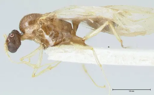 Pheidole megacephala specimen FOCOL1306 image focol1306_3