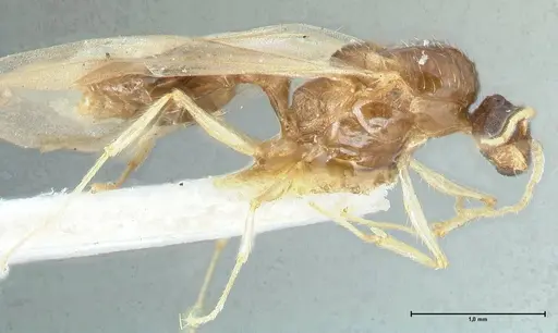Pheidole megacephala specimen FOCOL1306 image focol1306_4