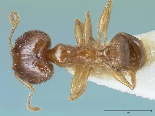 Pheidole megacephala specimen FOCOL1307 image focol1307_1