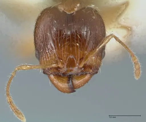 Pheidole megacephala specimen FOCOL1307 image focol1307_2
