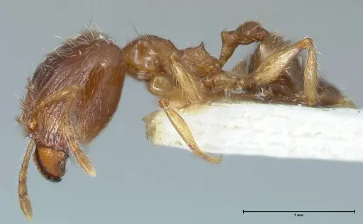 Pheidole megacephala specimen FOCOL1307 image focol1307_3
