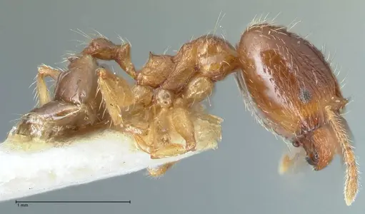 Pheidole megacephala specimen FOCOL1307 image focol1307_4