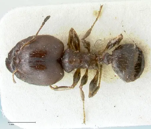 Pheidole megacephala specimen FOCOL1308 image focol1308_1