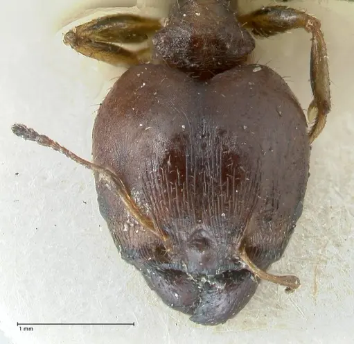 Pheidole megacephala specimen FOCOL1308 image focol1308_2