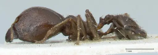 Pheidole megacephala specimen FOCOL1308 image focol1308_3