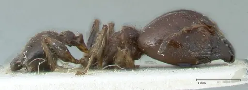 Pheidole megacephala specimen FOCOL1308 image focol1308_4
