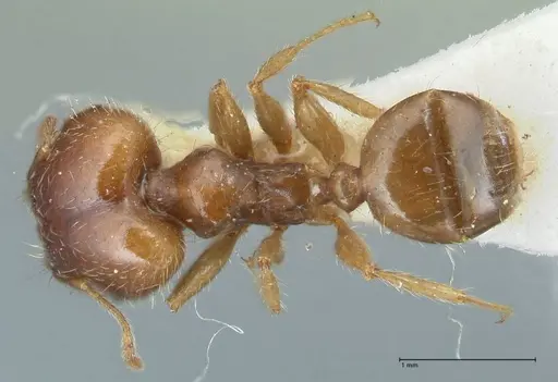 Pheidole megacephala specimen FOCOL1309 image focol1309_1