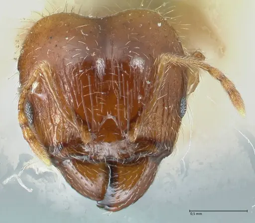 Pheidole megacephala specimen FOCOL1309 image focol1309_2