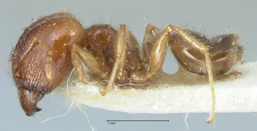 Pheidole megacephala specimen FOCOL1309 image focol1309_3