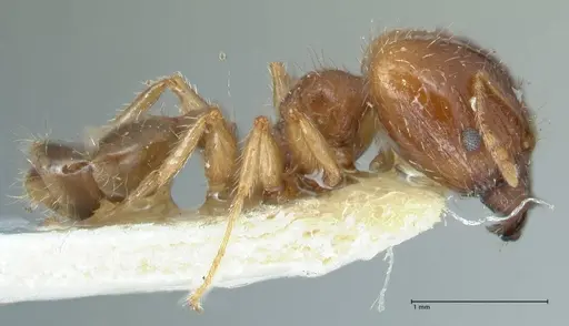Pheidole megacephala specimen FOCOL1309 image focol1309_4