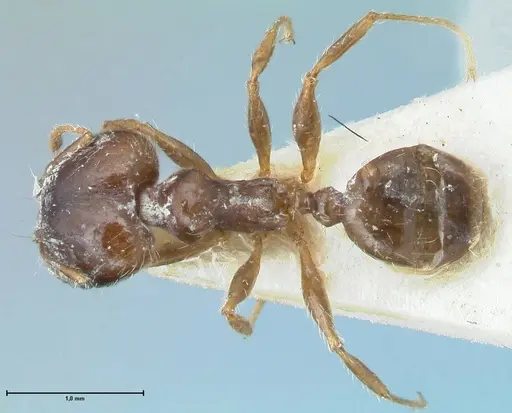 Pheidole megacephala specimen FOCOL1310 image focol1310_1