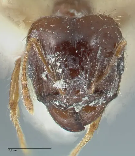 Pheidole megacephala specimen FOCOL1310 image focol1310_2
