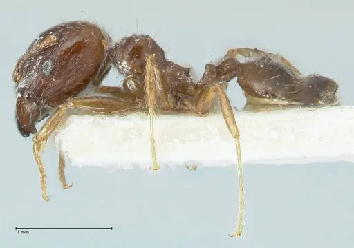 Pheidole megacephala specimen FOCOL1310 image focol1310_3