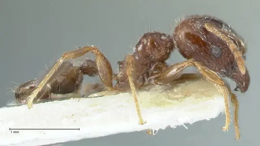 Pheidole megacephala specimen FOCOL1310 image focol1310_4