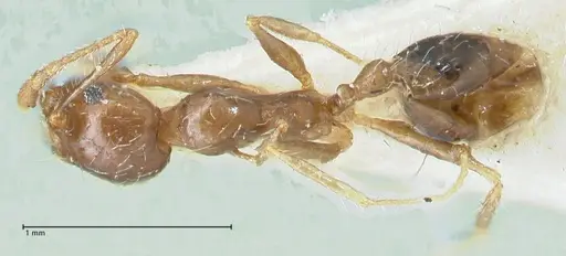 Pheidole megacephala specimen FOCOL1311 image focol1311_1