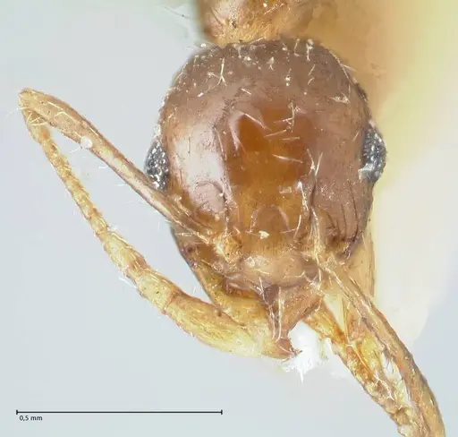 Pheidole megacephala specimen FOCOL1311 image focol1311_2