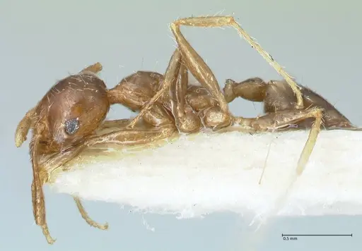 Pheidole megacephala specimen FOCOL1311 image focol1311_3
