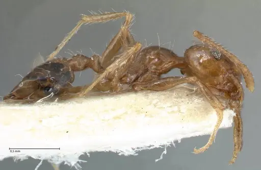 Pheidole megacephala specimen FOCOL1311 image focol1311_4