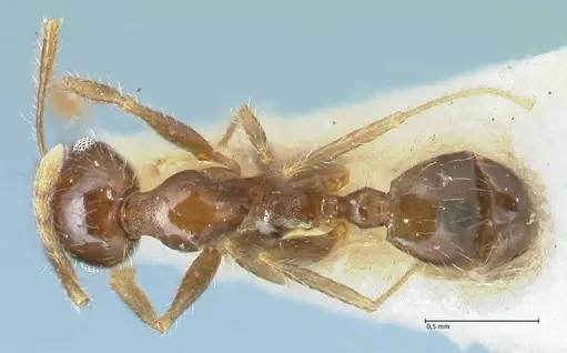 Pheidole megacephala specimen FOCOL1312 image focol1312_1