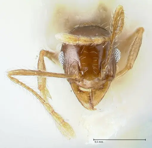 Pheidole megacephala specimen FOCOL1312 image focol1312_2