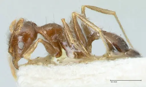 Pheidole megacephala specimen FOCOL1312 image focol1312_3