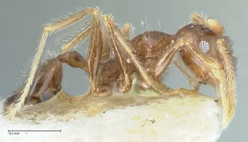 Pheidole megacephala specimen FOCOL1312 image focol1312_4