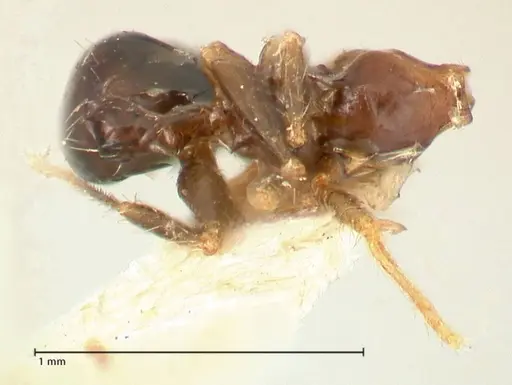 Pheidole megacephala specimen FOCOL1344 image focol1344_1