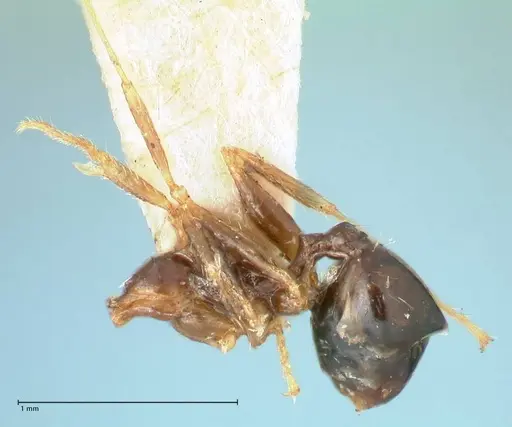 Pheidole megacephala specimen FOCOL1344 image focol1344_2