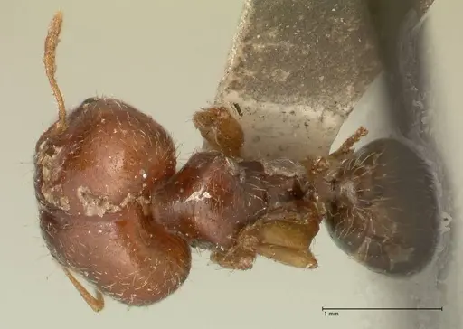 Pheidole megacephala specimen FOCOL1347 image focol1347_1