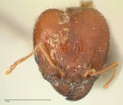 Pheidole megacephala specimen FOCOL1347 image focol1347_2