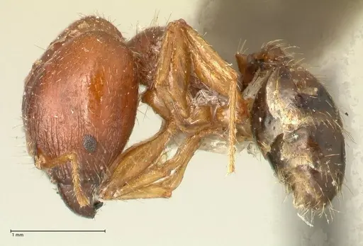 Pheidole megacephala specimen FOCOL1347 image focol1347_3