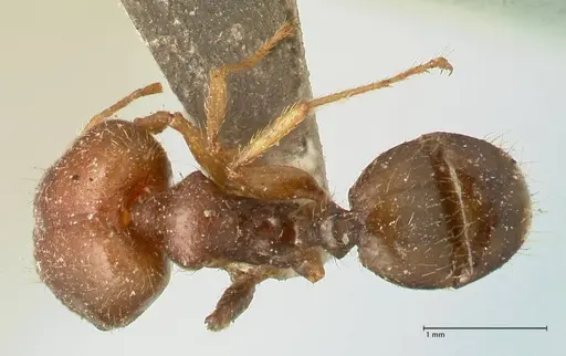 Pheidole megacephala specimen FOCOL1348 image focol1348_1