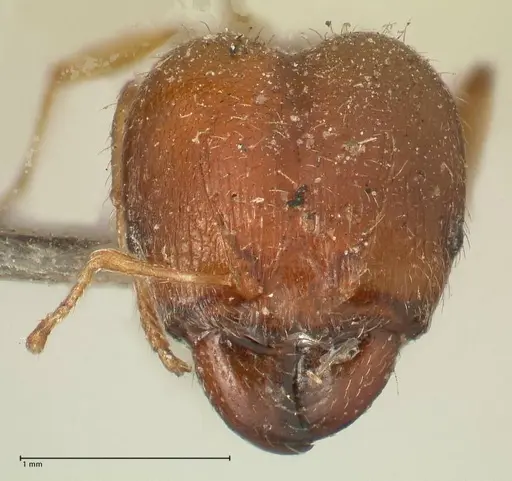 Pheidole megacephala specimen FOCOL1348 image focol1348_2