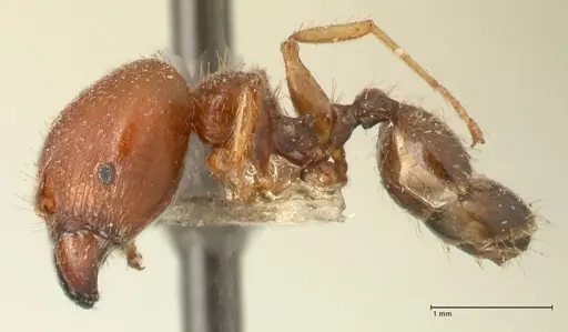 Pheidole megacephala specimen FOCOL1348 image focol1348_3