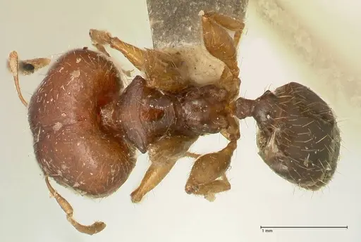 Pheidole megacephala specimen FOCOL1349 image focol1349_1