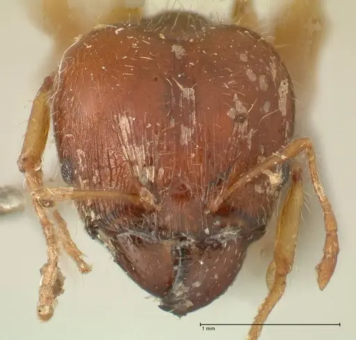 Pheidole megacephala specimen FOCOL1349 image focol1349_2
