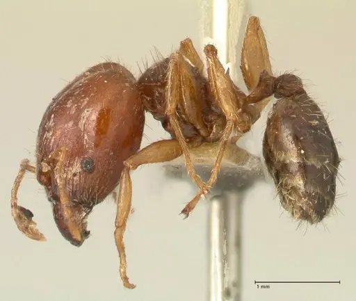 Pheidole megacephala specimen FOCOL1349 image focol1349_3