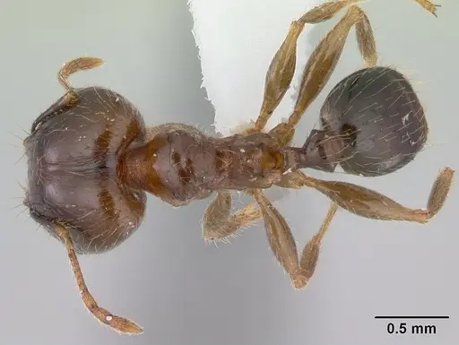 Pheidole megacephala specimen ICCDRS0003685 image iccdrs0003685_1