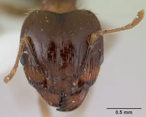 Pheidole megacephala specimen ICCDRS0003685 image iccdrs0003685_2