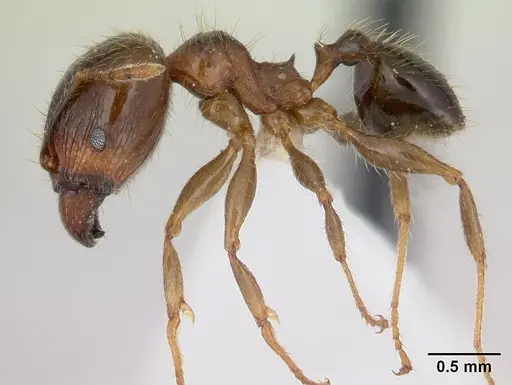 Pheidole megacephala specimen ICCDRS0003685 image iccdrs0003685_3