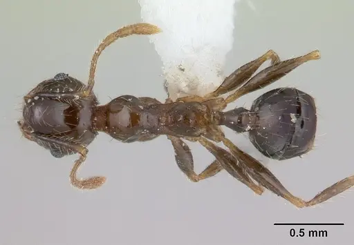 Pheidole megacephala specimen ICCDRS0003692 image iccdrs0003692_1