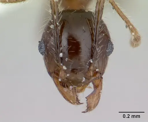Pheidole megacephala specimen ICCDRS0003692 image iccdrs0003692_2