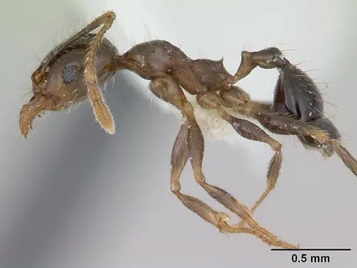Pheidole megacephala specimen ICCDRS0003692 image iccdrs0003692_3
