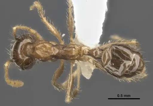 Pheidole megacephala specimen MCZ-ENT00511501 image mcz-ent00511501_1