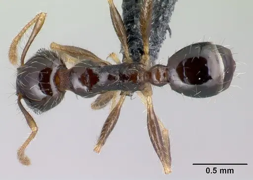 Pheidole megatron specimen CASENT0138277 image casent0138277_1