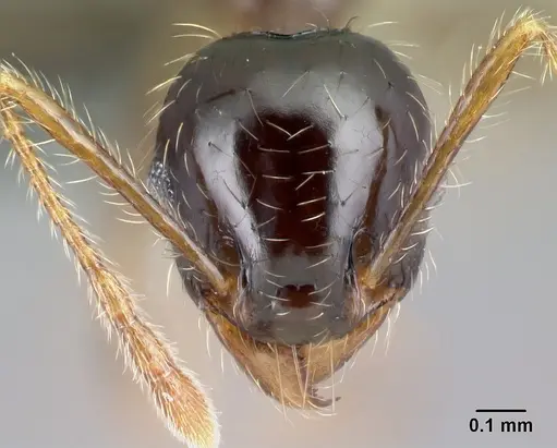 Pheidole megatron specimen CASENT0138277 image casent0138277_2