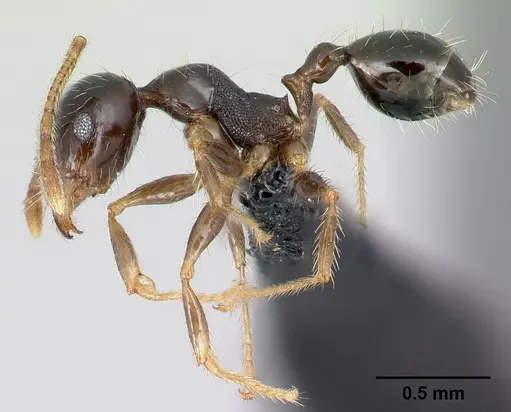 Pheidole megatron specimen CASENT0138277 image casent0138277_3